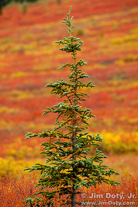 Autumn on the Taiga.  Denali National Park.