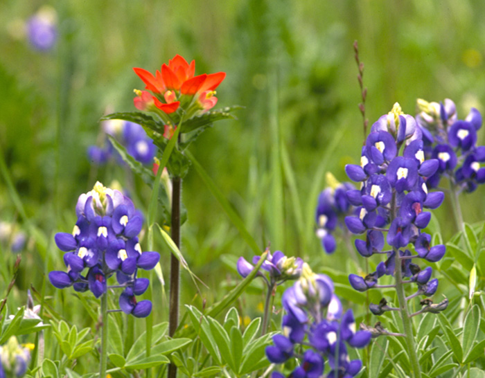 Bluebonnets and Paintbrush, Texas.