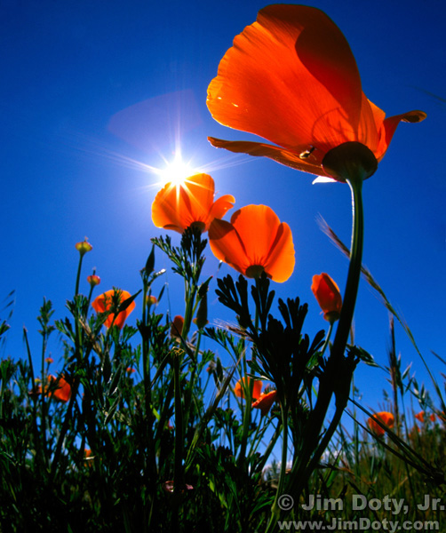 California Poppies