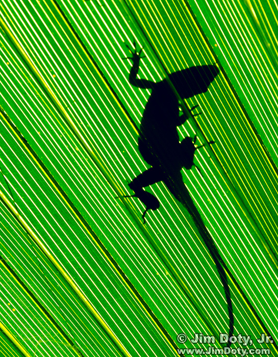 Green Anole's shadow on a Palmetto Frond