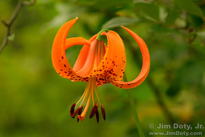 Michigan Lily, near Greenville Michigan. 