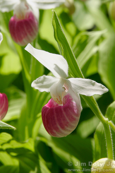 Showy Ladyslipper in sunlight