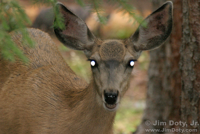 Deer, RMNP, Colorado