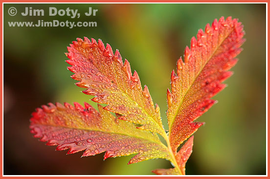 Turning Leaves. Photo copyright Jim Doty Jr.