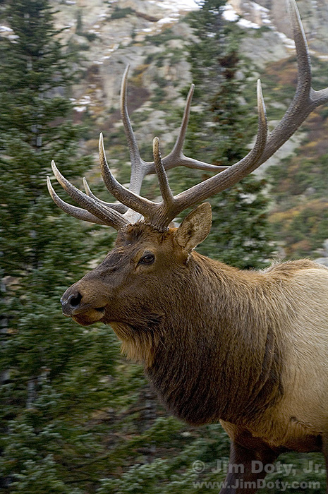 Bull Elk, Fall River Road, Rocky Mountain National Park, Colorado.