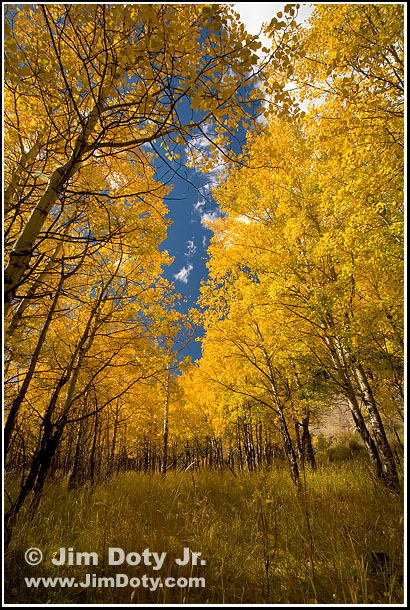 Aspen Grove, Colorado Photo copyright Jim Doty Jr.