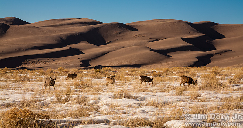 Deer, Great Sand Dunes National Park, Colorado
