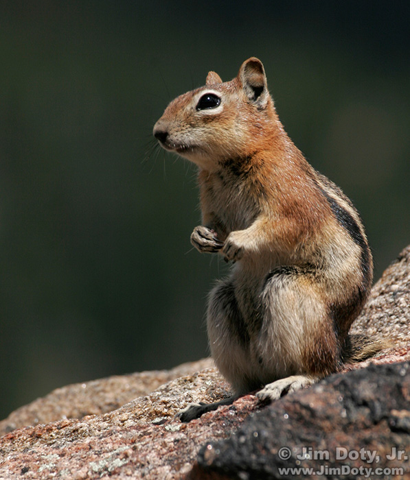 Golden Mantled Ground Squirrel, Colorado