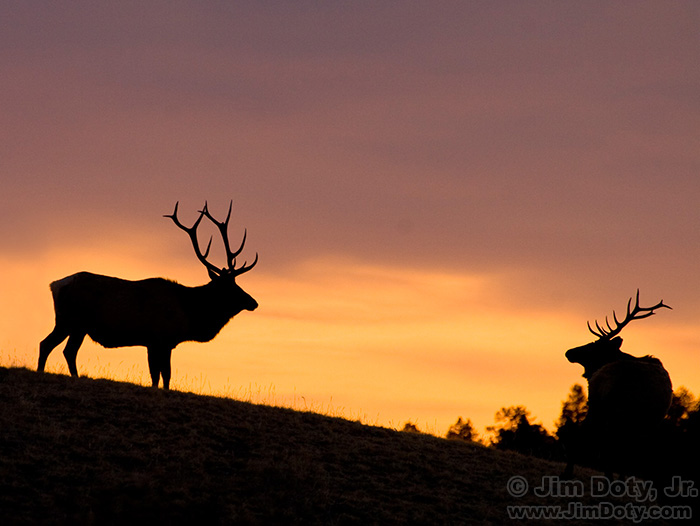 Sunrise Elk, Rocky Mountain National Park, Colorado