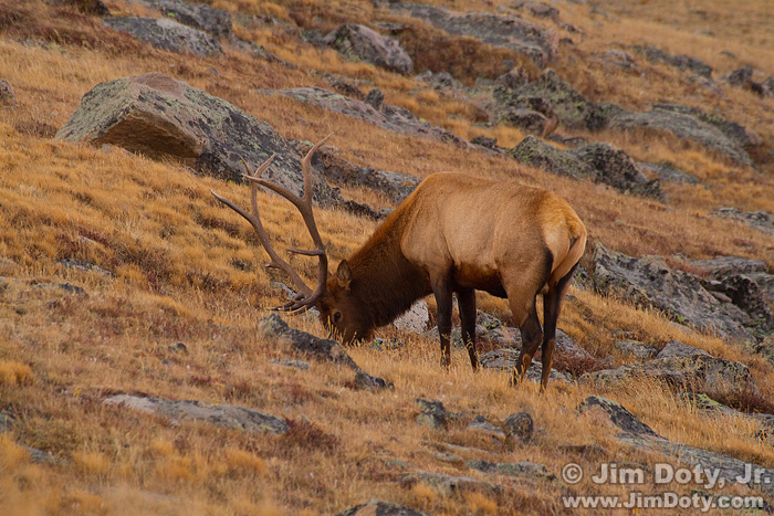 Bull Elk, Trail Ridge Rd, RMNP