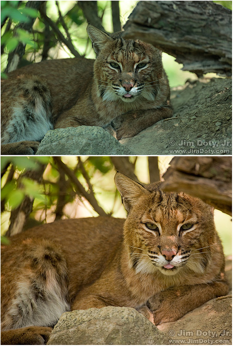 Bobcat, Before and After a Tonality Adjustment
