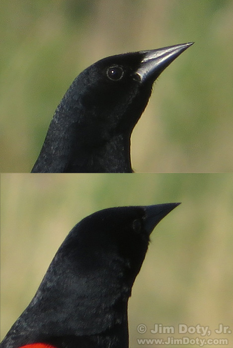 Closeups of the head.