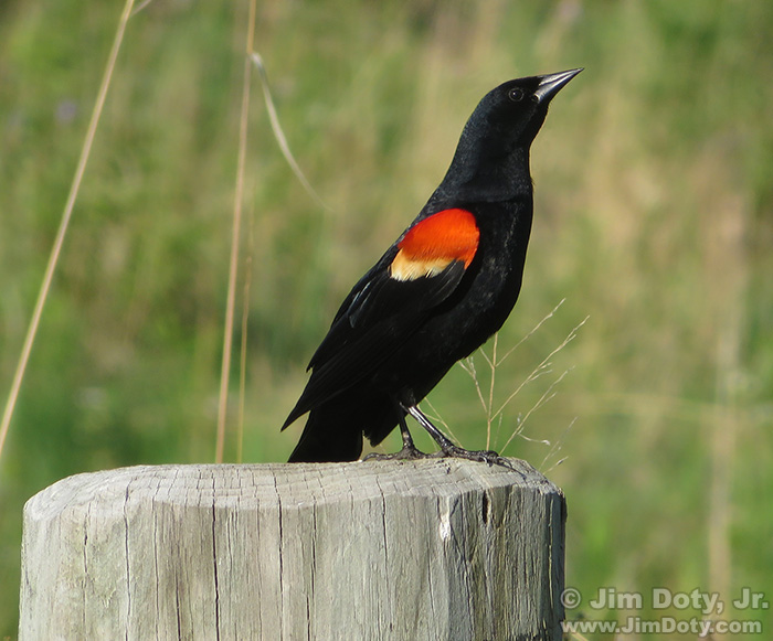 Red Winged Blackbird, final image.