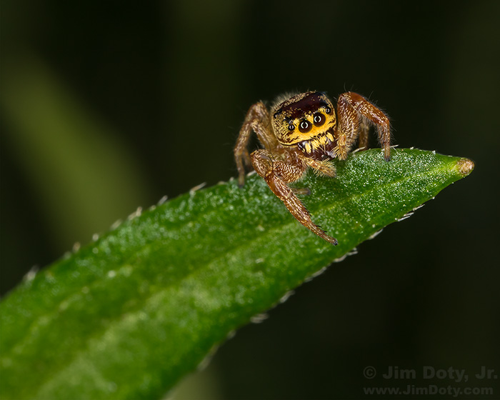 Metaphid Jumping Spider