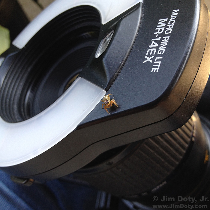 Metaphid spider on ring lite.