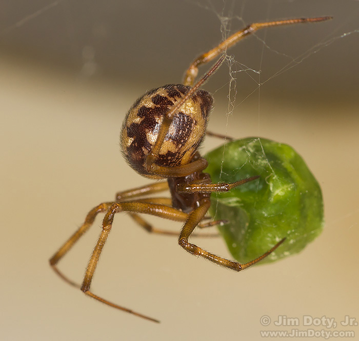 Spider with pea in a kitchen sink