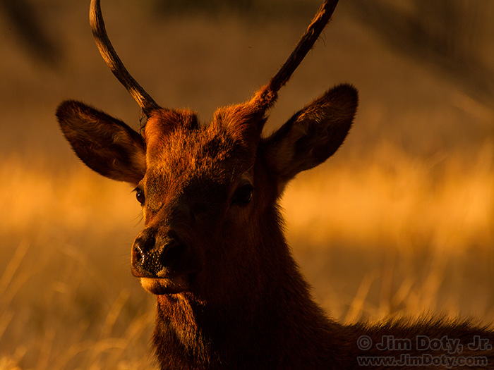 Young Bull Elk at Sunset, Moraine Park, Rocky Mountain National