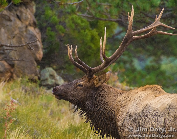 Bull Elk, Upper Beaver Meadows, RMNP, Colorado
