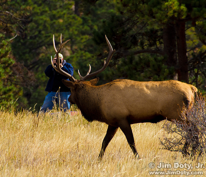 Bull elk. Field trip. Workshop at Rocky Mountain National Park, Colorado.