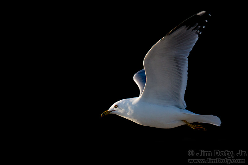 Seagull, North Myrtle Beach, South Carolina. March 16, 2015.