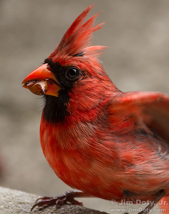 Male Northern Cardinal Bringing Food to the Nest