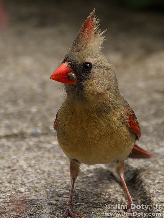 Female Northern Cardinal Bringing Food to the Nest