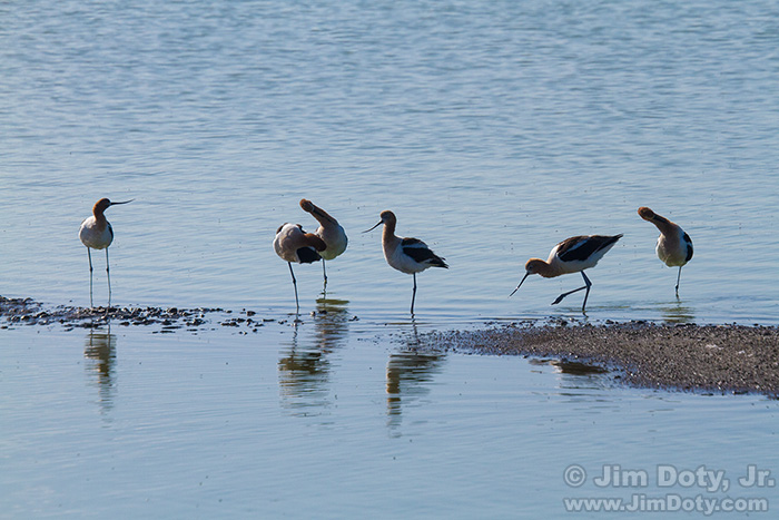 American Avocets, Fremont California
