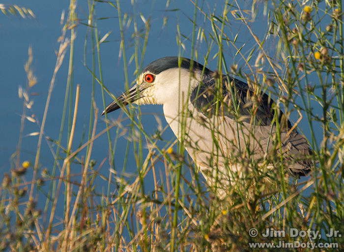 Black-crowned Night Heron