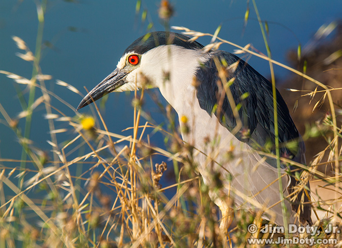 Black-crowned Night Heron