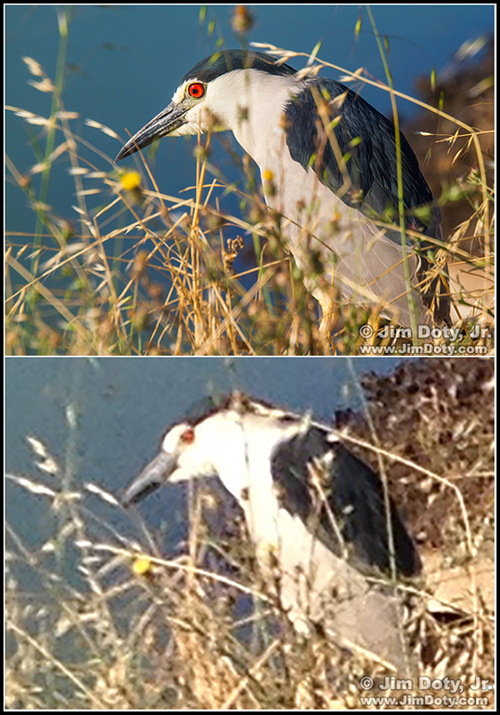 Black-crowned Night Heron, SFBNWR Black-crowned Night Heron. Canon 7D image (top) and iPhone image cropped to match the 7D image.