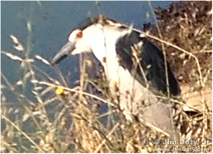 Black-crowned Night Heron, SFBNWR