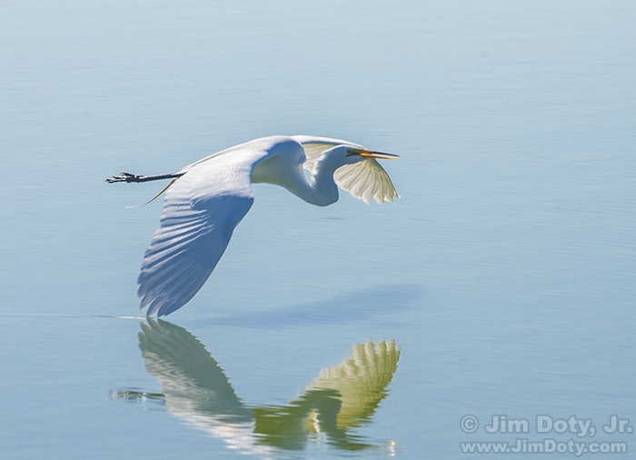 Great Egret in Flight. Don Edwards San Francisco Bay NWR, Fremont, California. June 8, 2015.