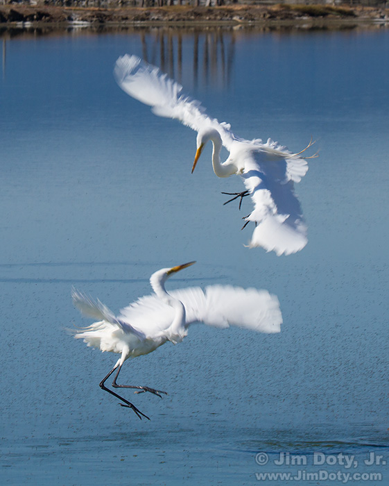 Great Egrets, territorial dispute. SFBNWR.