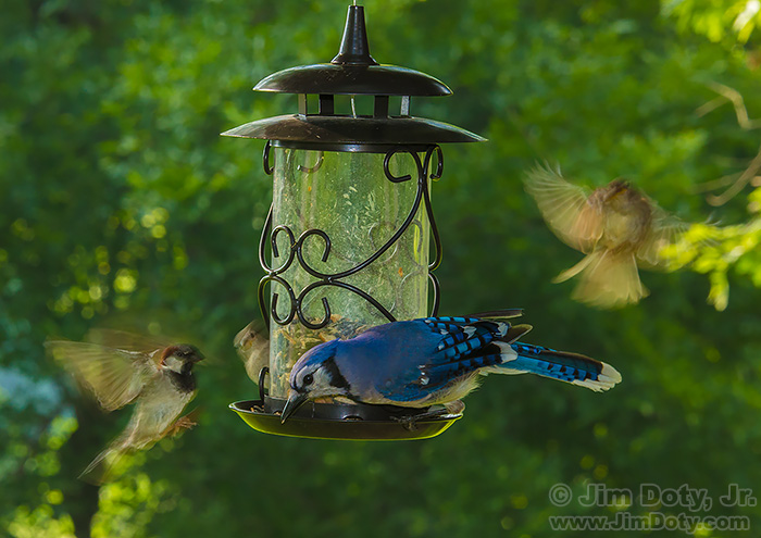 Action at the bird feeder. Remote camera controlled by CamRanger.