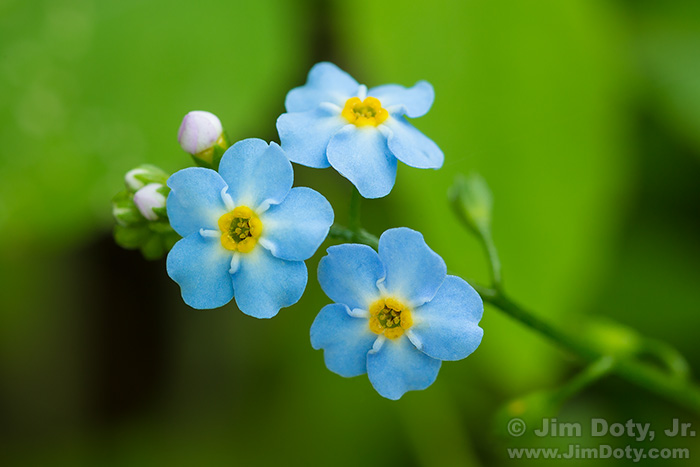 Forget-Me-Nots, Thorne-Swift Nature Preserve, Michigan