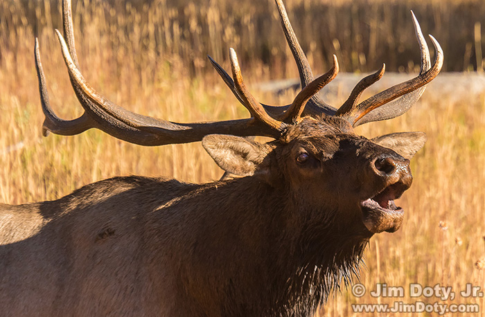 Bull Elk bugling, Rocky Mountain National Park