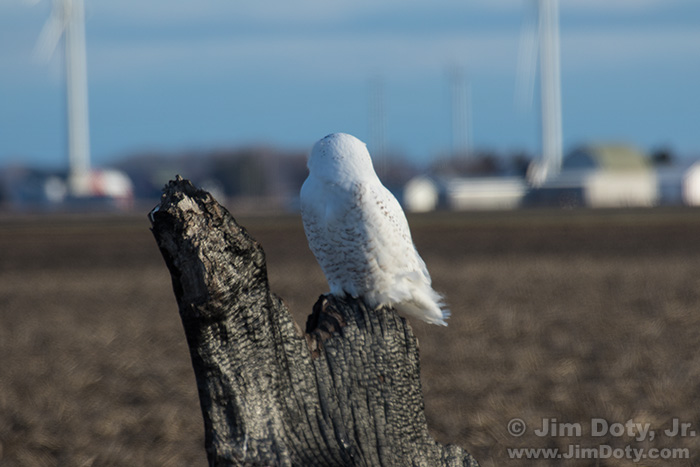 Snowy Owl, Photo Location 1