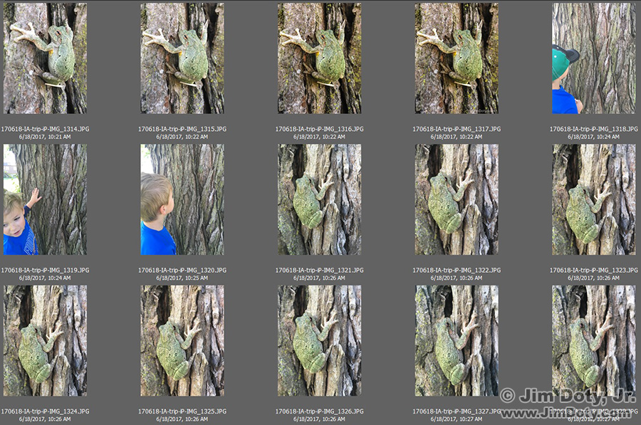 Tree frog photos in Adobe Bridge.