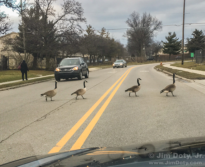 Canada Geese crossing a road and stopping traffic,, Columbus Ohio. February 16, 2016.