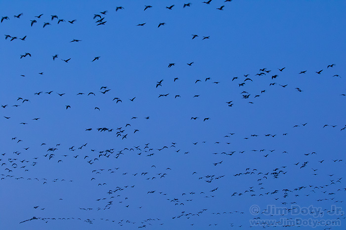 Canada Geese, Southern Iowa. March 5, 2019.