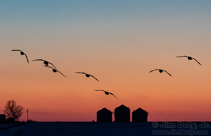 Canada Geese, Southern Iowa. March 5, 2019.