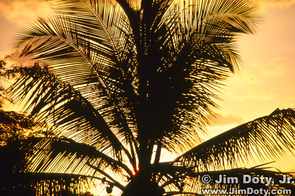 Sunset and Palm Tree, Croix de Bouquets, Haiti.