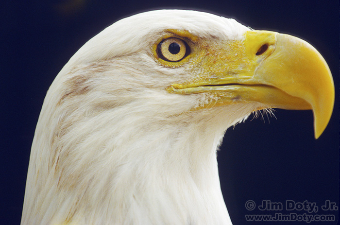 Bald Eagle, OKC Zoo.