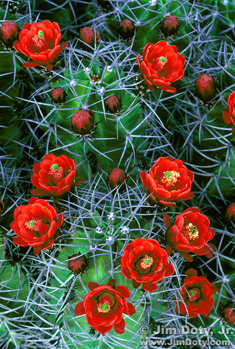 Claret Cup Cactus. White Sands New Mexico.