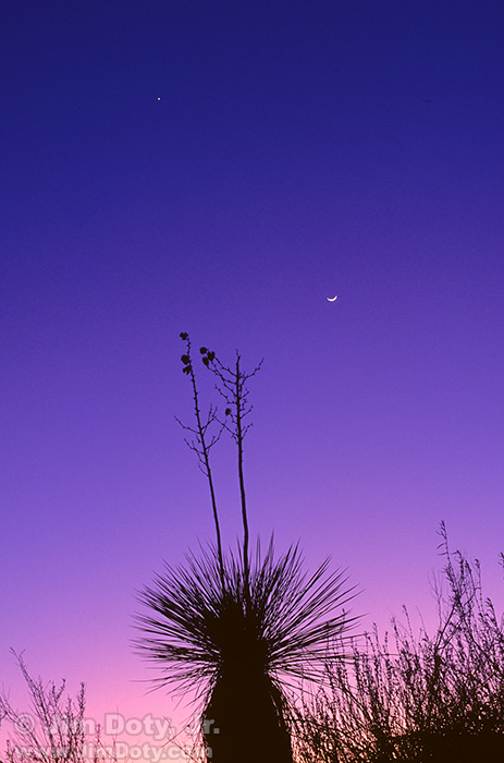Yucca, Moon, Venus