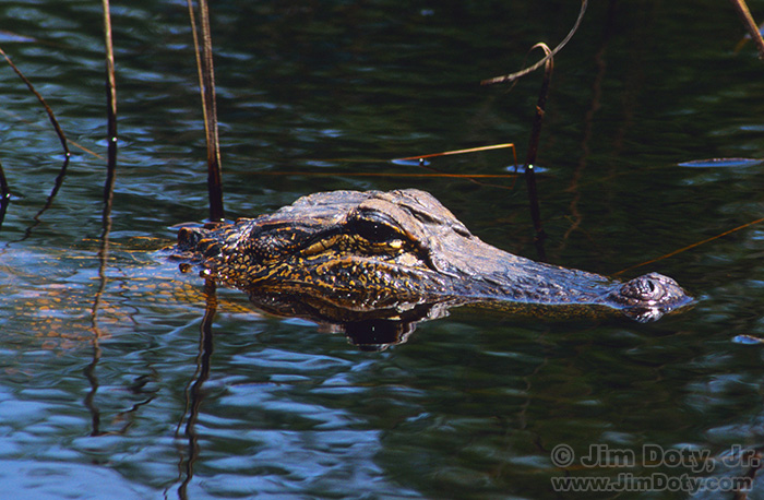 Alligator, Aransas National Wildlife Refuge, Texas.