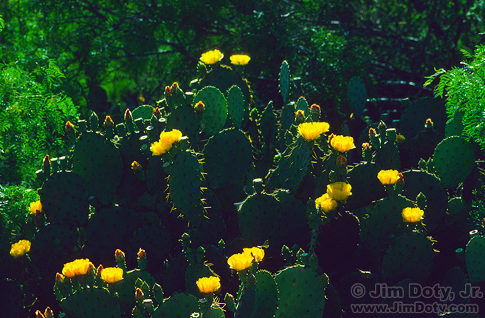 Prickly Pear Cactus, Texas.