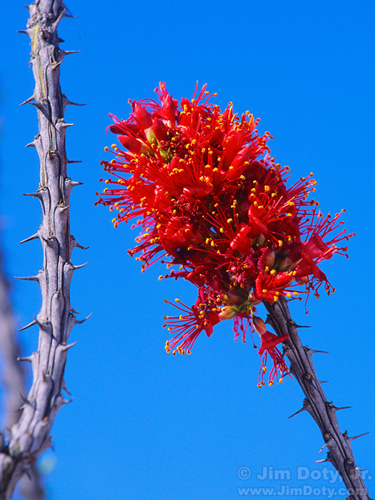 Ocotillo. Big Bend National Park. Texas.