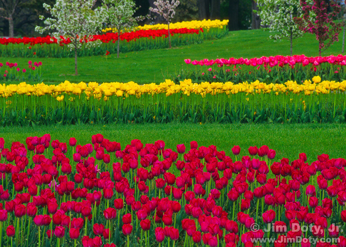 Tulips, Portage Michigan. Sunday, May 14, 1995.  