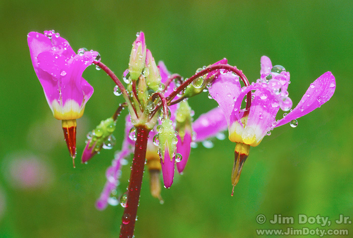 Shooting Star in the Rain, Colorado